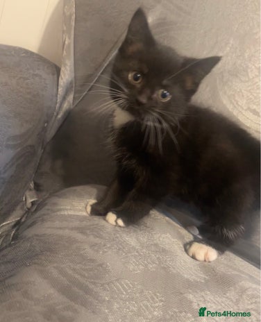 Siberian cats Kitten ready to go (Dm for price) - Advert 1