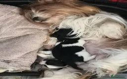 Biewer Terrier dogs for sale: Gorgeous Biewer Terrier puppies  - Image 14