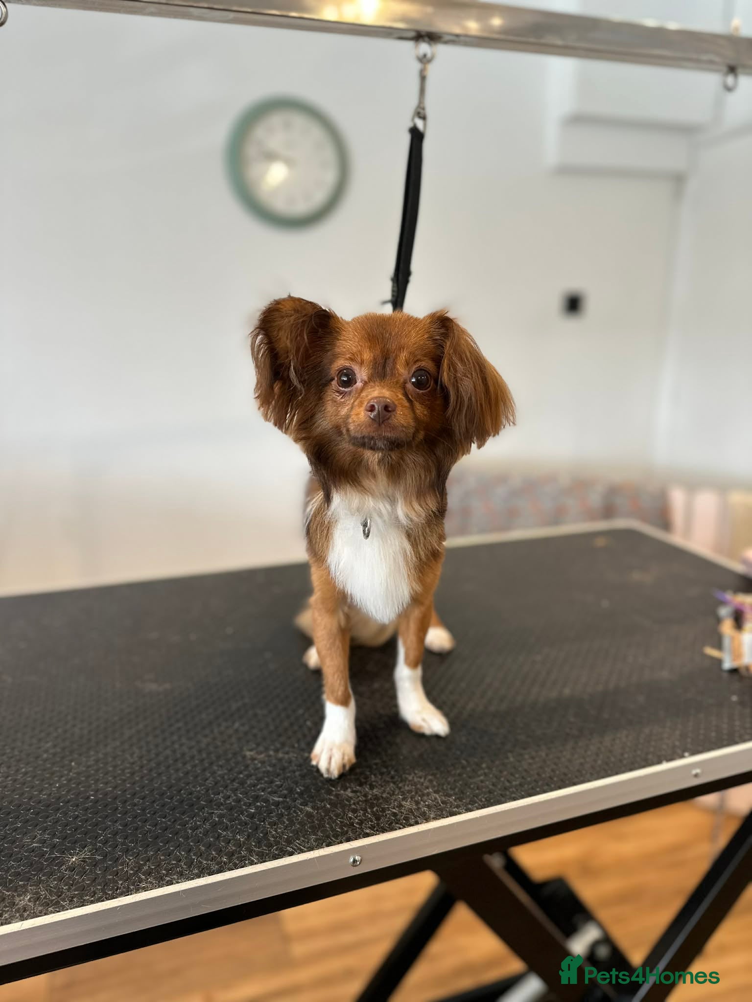 Pomchi dogs Male pomchi - Advert 6