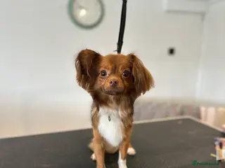 Pomchi dogs Male pomchi - Advert 6