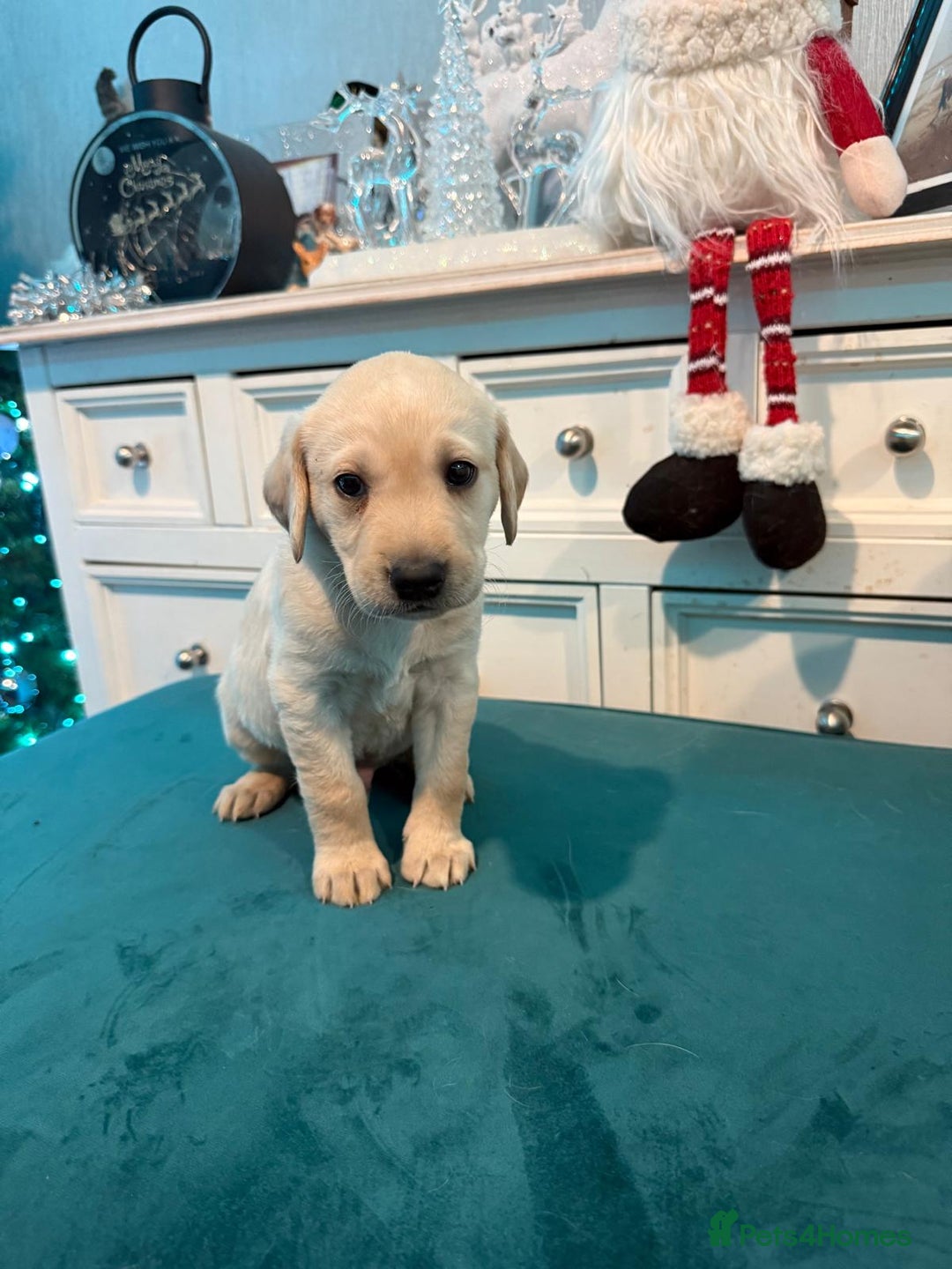 Labrador Retriever dogs for sale: KC Registered Labrador Retriever Puppies  - Advert 14