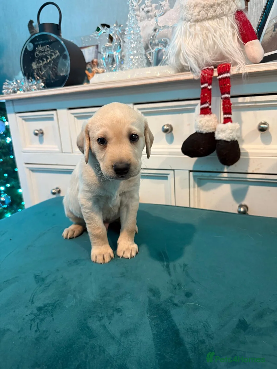 Labrador Retriever dogs for sale: KC Labrador Bitch Puppy ready to leave  - Advert 24