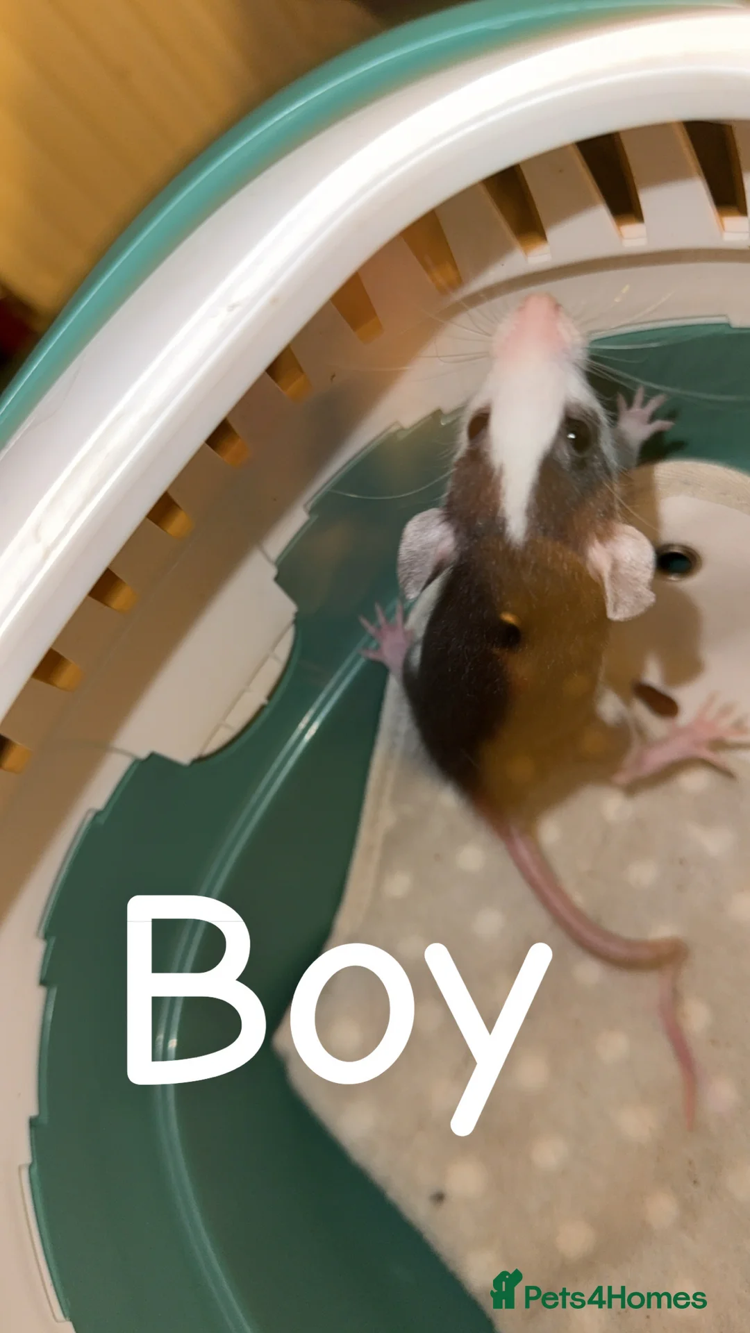 Rat rodents for sale: Baby rats mixed  - Advert 8