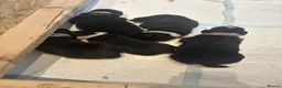 Border Collie dogs for sale: Border collie puppies in Tranent - Advert 11