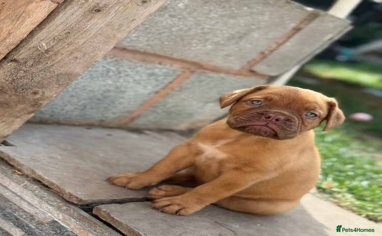 Dogue De Bordeaux dogs - Advert 3