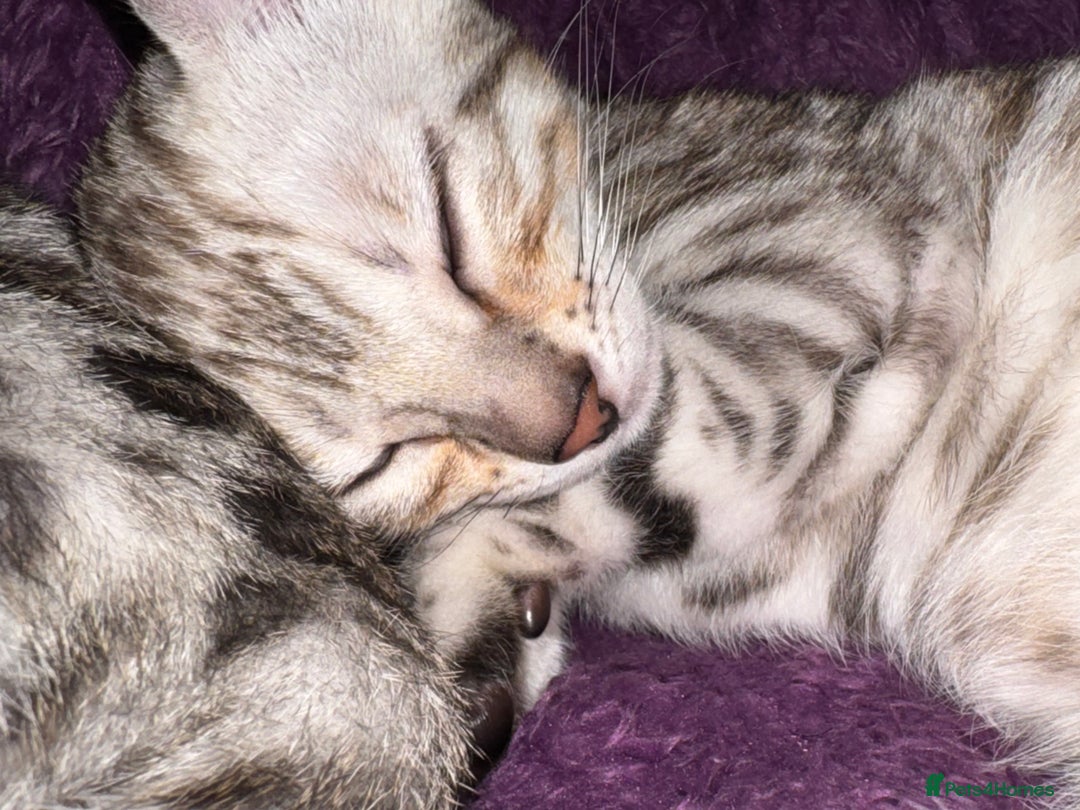 Bengal cats for sale: TICA Silver Bengal kittens - Advert 5