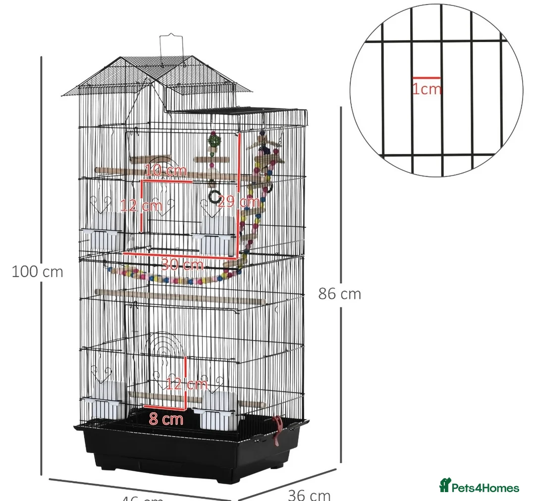 Ringnecks birds for sale: Indian Ringneck  - Advert 5