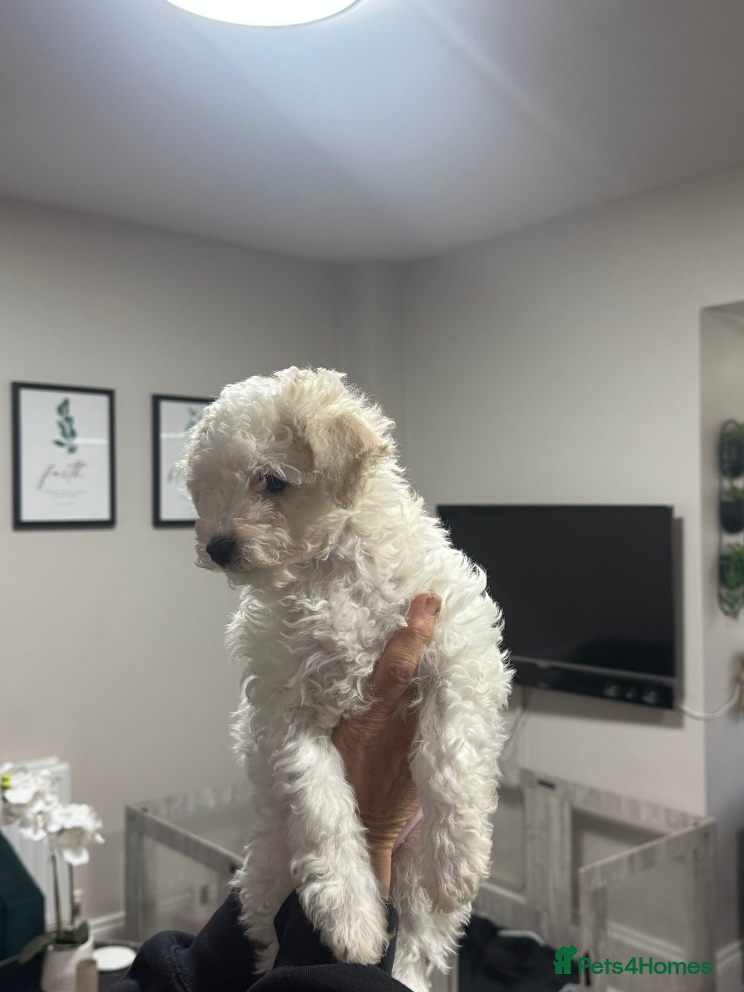Maltipoo dogs for sale: 3 Gorgeous Maltipoo Puppies - Advert 11