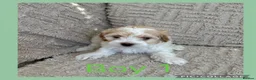 Maltipoo dogs for sale: Beautiful Maltipoo Puppies  - Advert 27