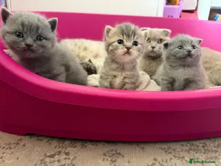 Scottish Fold cats Scottish fold black smoke kitten - Advert 10