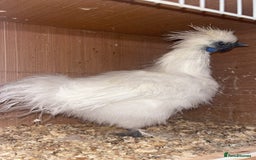Chickens poultry for sale: Silkie bantam cockerel  - Image 2