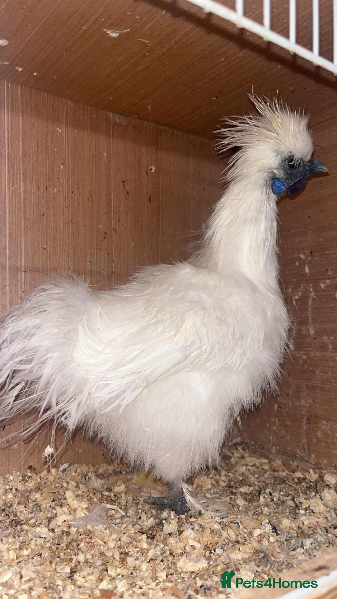 Chickens poultry for sale: Silkie bantam cockerel  - Image 2