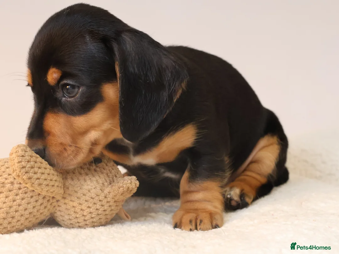 Miniature Dachshund dogs for sale: 5*Licensed+KC+PRAclear+VETchecked+Chocolate&Cream - Advert 2