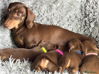 Miniature Dachshund dogs PRA Cord 1 Clear Gorgeous Miniature Smooth Haired - Advert 10