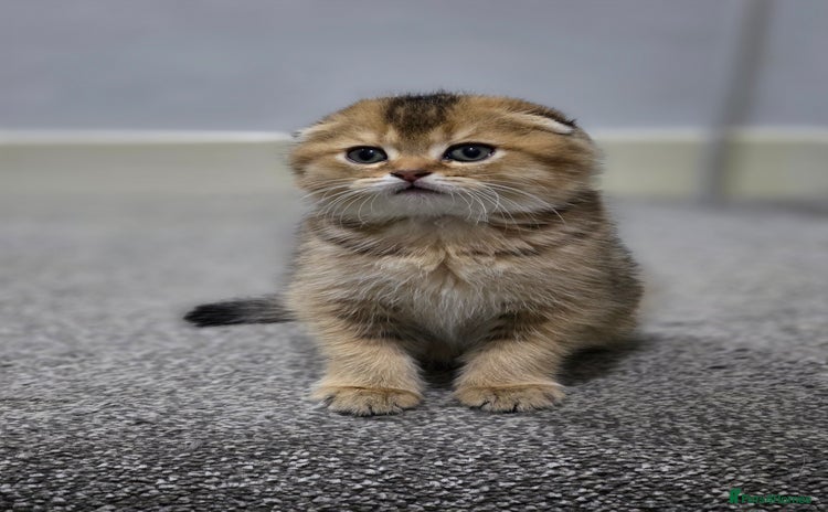 Scottish Fold cats - Advert 9