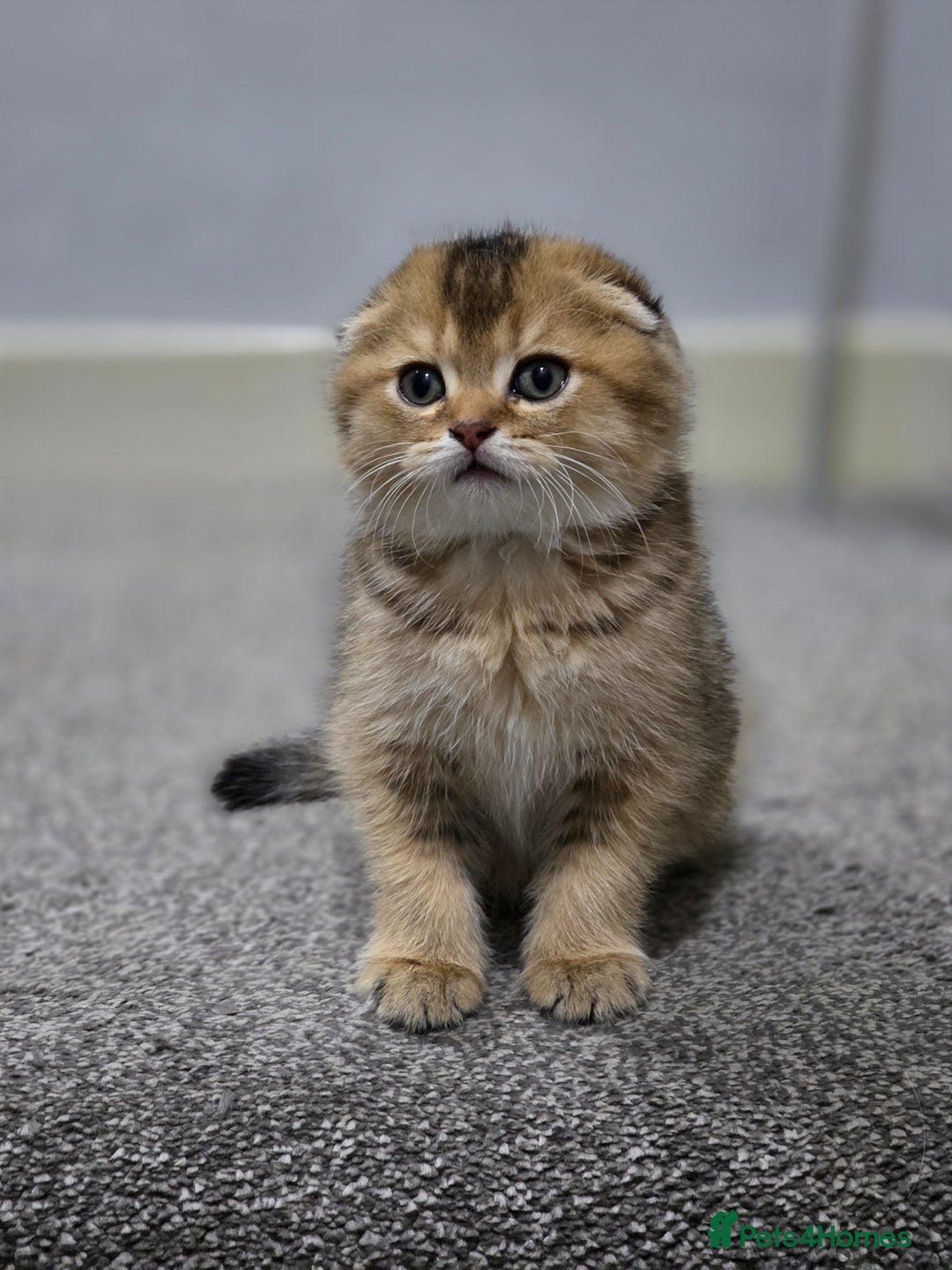 Scottish Fold cats for sale: STUNNING TICA REGISTERED SCOTTISH BABIES  - Advert 2