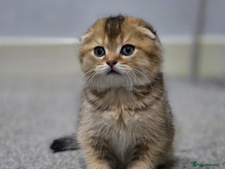Scottish Fold cats - Advert 16