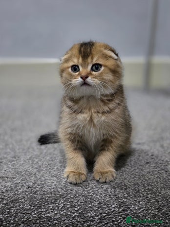 Scottish Fold cats - Advert 1