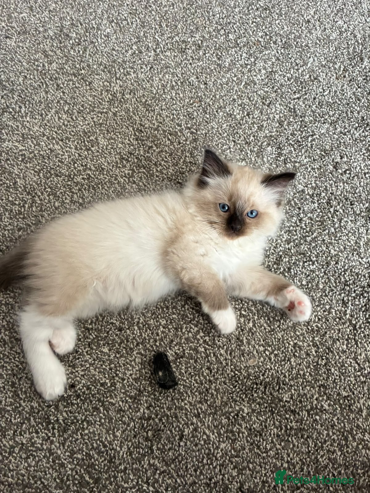 Ragdoll cats Rag doll boys fully health tested Gccf registered  - Advert 2