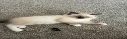Ragdoll cats for sale: Rag doll boys fully health tested Gccf registered  in Lincoln - Advert 2