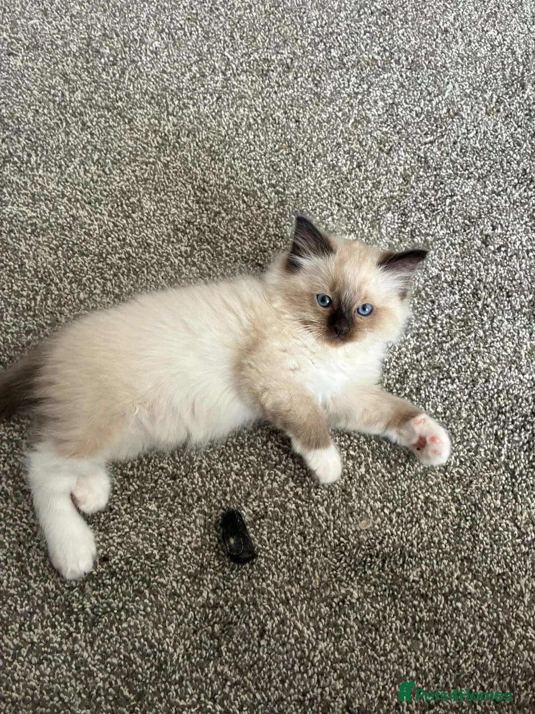 Ragdoll cats for sale: Rag doll boys fully health tested Gccf registered  in Lincoln - Advert 2