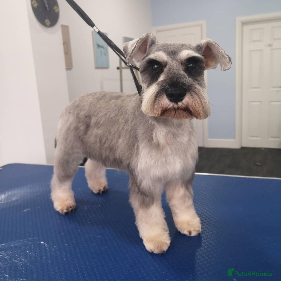 Miniature Schnauzer dogs for sale: 7 year old miniature schnauzer  - Advert 4