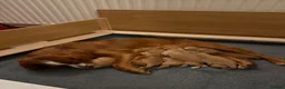 Cocker Spaniel dogs for sale: Gorgeous Working Cocker Spaniels in Northallerton - Advert 3