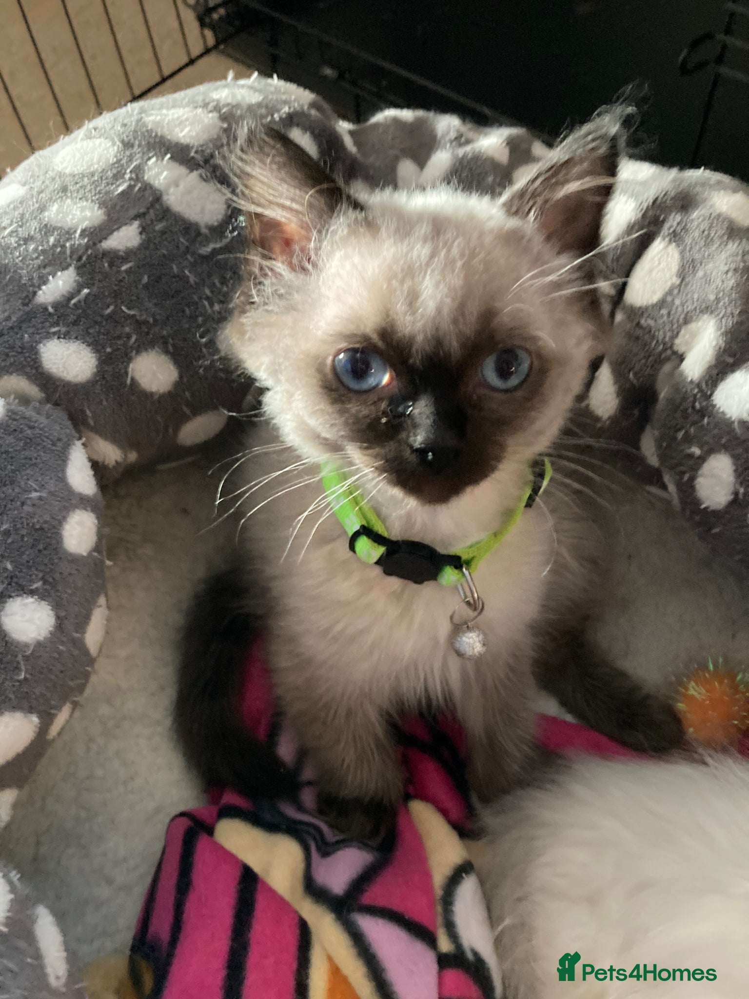 Ragdoll cats RARE CHOCOLATE Last Male Pure Ragdoll Kitten £600 - Advert 12