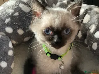 Ragdoll cats RARE CHOCOLATE Last Male Pure Ragdoll Kitten £600 - Advert 13