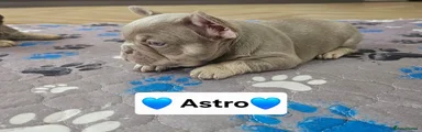 French Bulldog 1