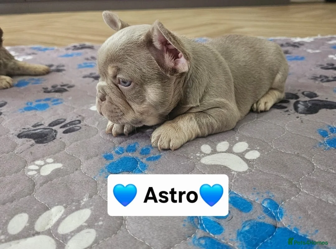 French Bulldog dogs for sale: French bulldog pups - Advert 2