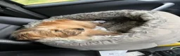 Norfolk Terrier dogs for sale: 5 year-old Neutered Male Norfolk Terrier - Advert 4