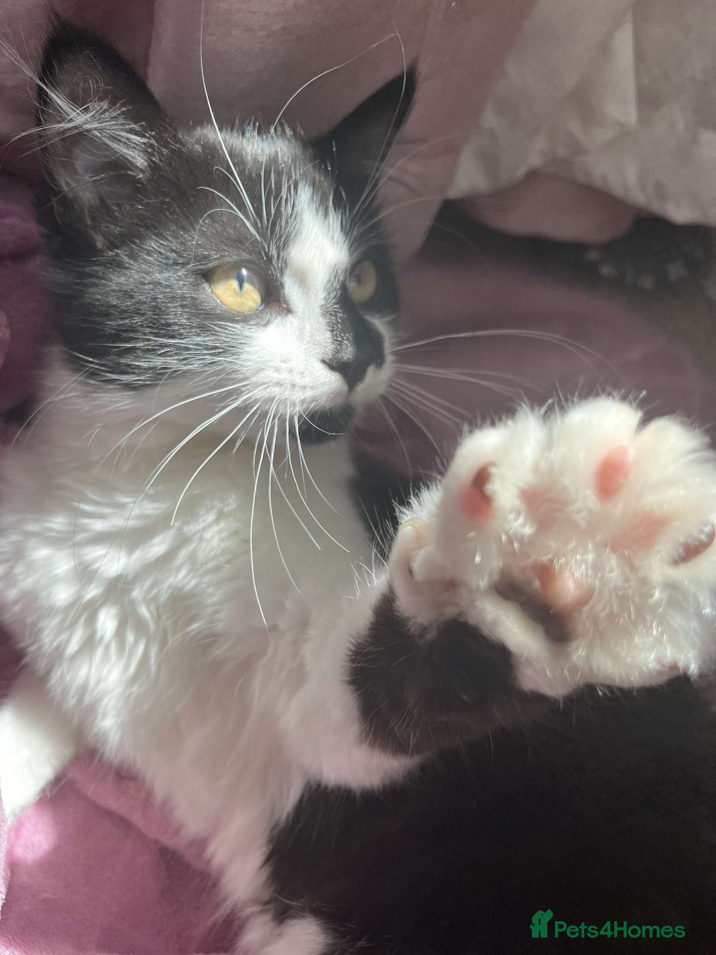Mixed Breed cats Stunning long haired boys - Advert 1