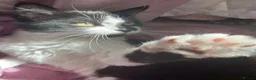 Mixed Breed cats for sale: Stunning long haired boys - Advert 1
