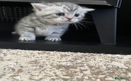 British Shorthair cats for sale: Stunning Silvers - Image 6