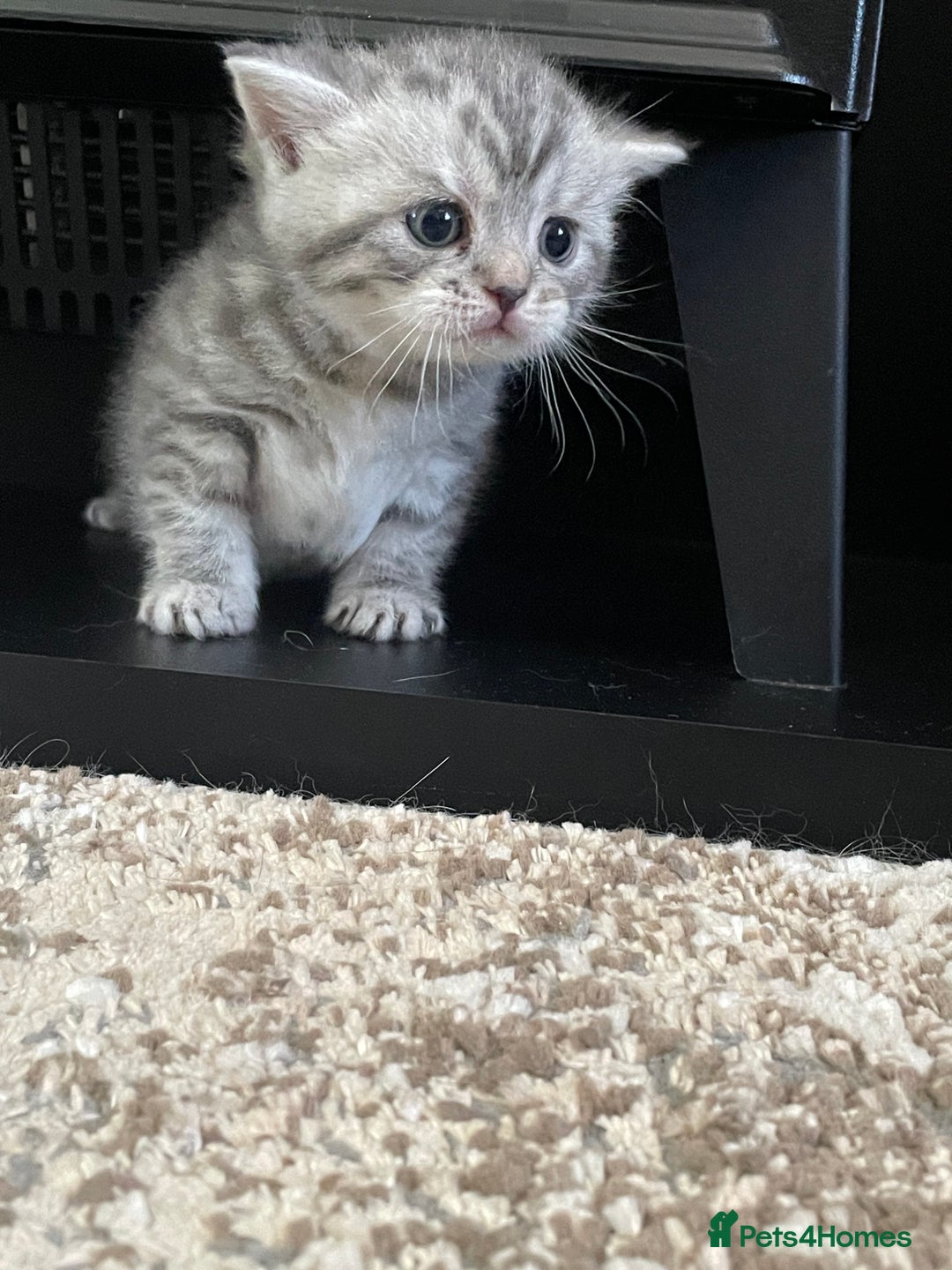 British Shorthair cats for sale: Stunning Silvers - Image 6