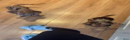 Miniature Dachshund dogs for sale: Miniature dachshund looking for a new home! - Advert 3