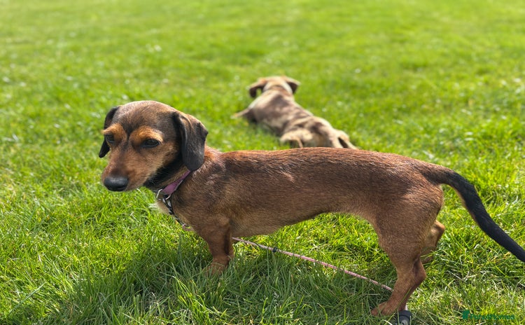 Miniature Dachshund dogs for sale - Advert 2