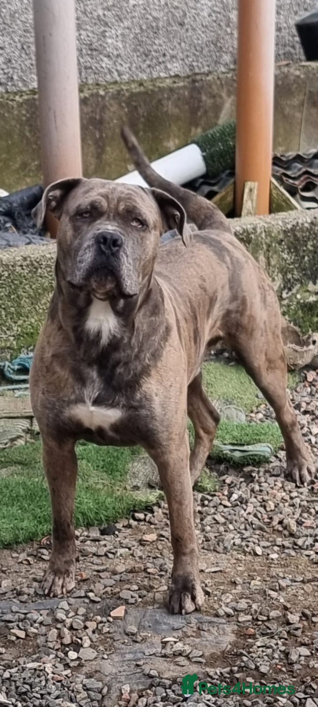 Mixed Breed dogs for sale: Cane corso mix  - Advert 2