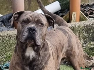 Mixed Breed dogs Cane corso mix - Advert 3