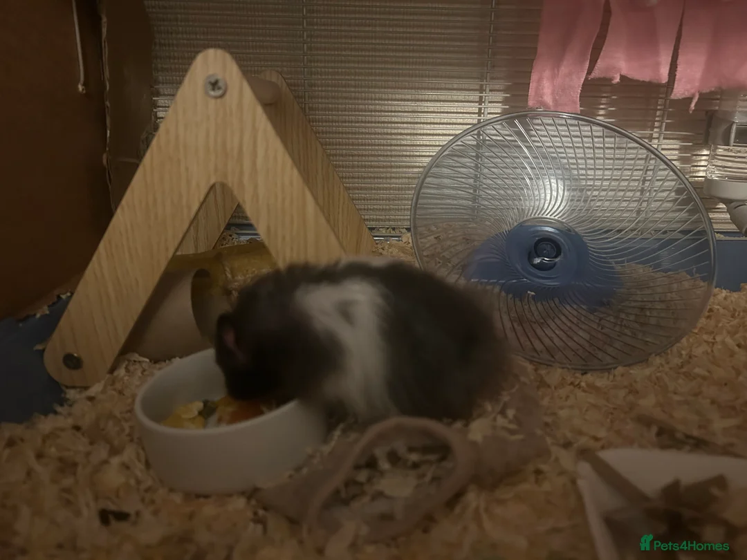 Hamster rodents for sale: Syrian hamster in Stanford-le-Hope - Advert 6