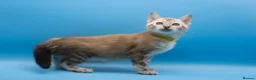 Bengal cats for sale: Ready to Leave-Last Snow Lynx Boy TICA Registered  - Advert 2