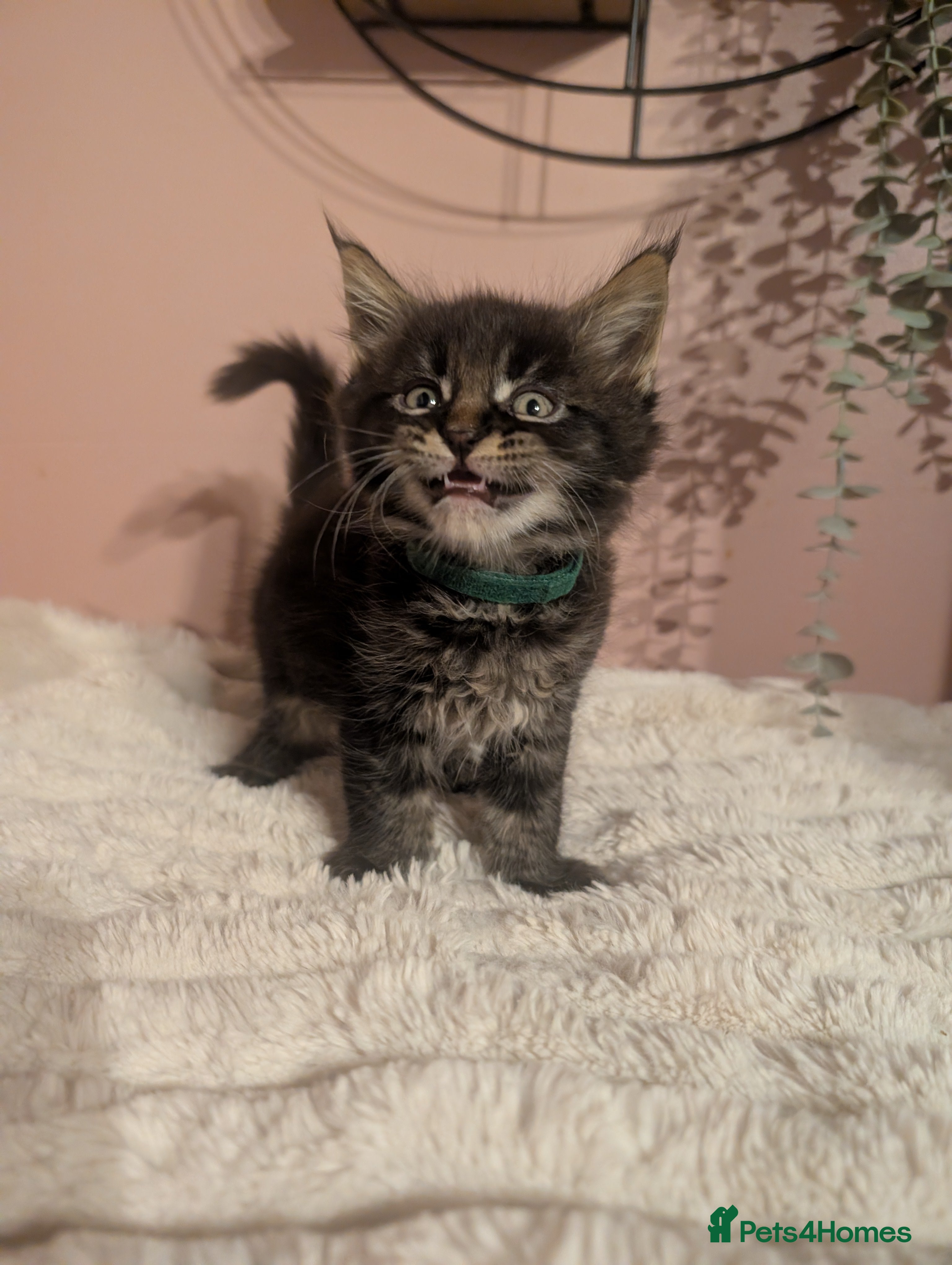 Maine Coon cats Beautiful Maine coon babies - Advert 1