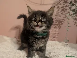 Maine Coon cats Beautiful Maine coon babies - Advert 3