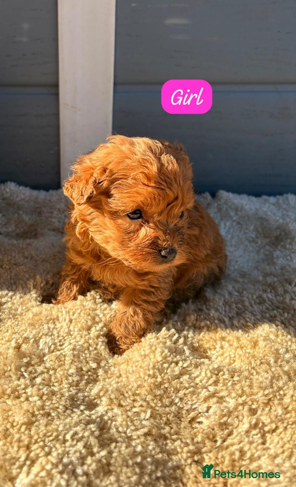 Cockapoo dogs Cocker poos - Advert 1