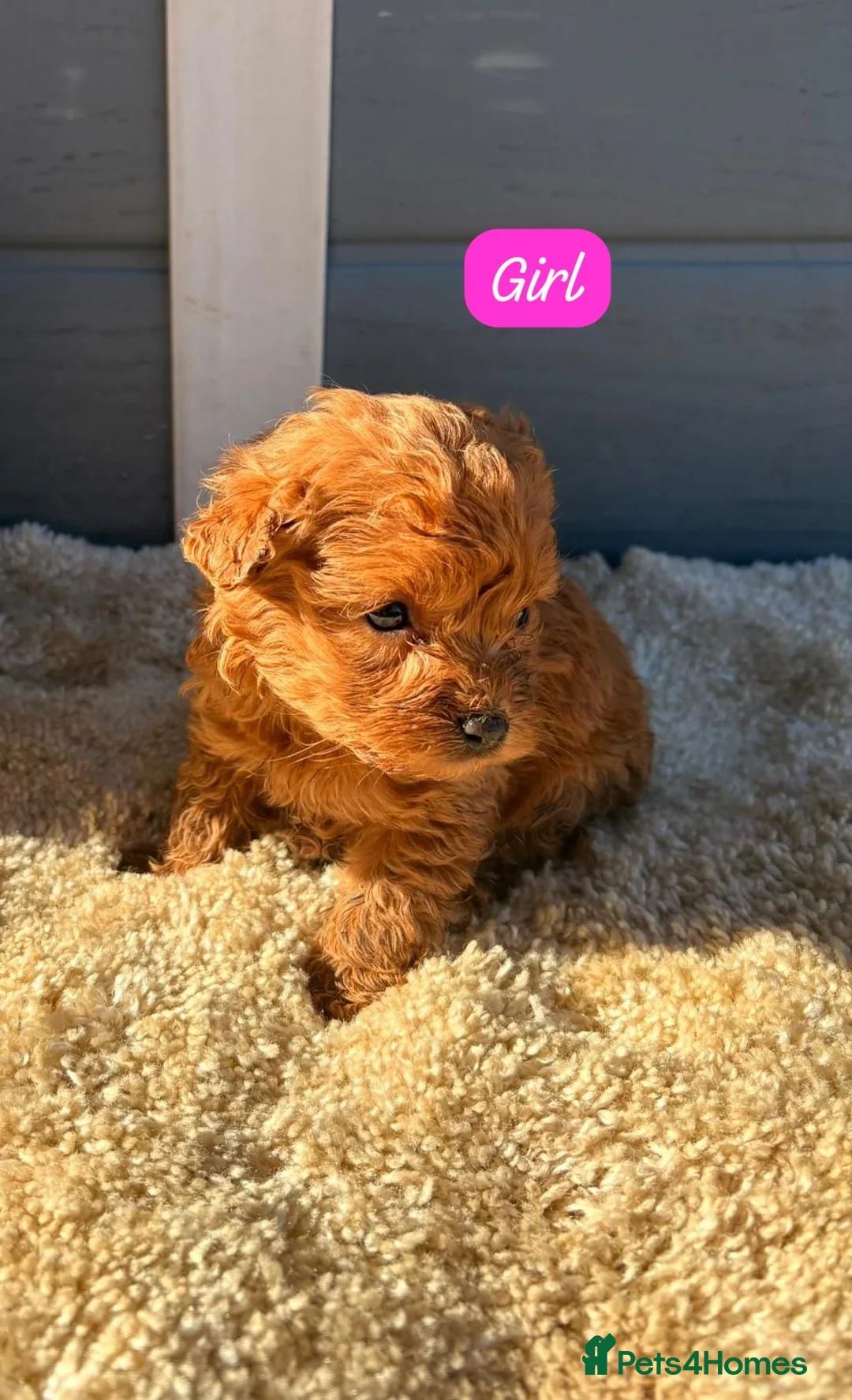 Cockapoo dogs for sale: Cocker poos - Advert 1