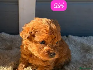 Cockapoo dogs Cocker poos - Advert 1