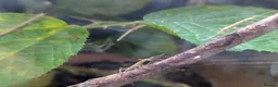 Stick Insects invertebrates for sale: 🐜 Meet our stick insects! 🌿 - Advert 4