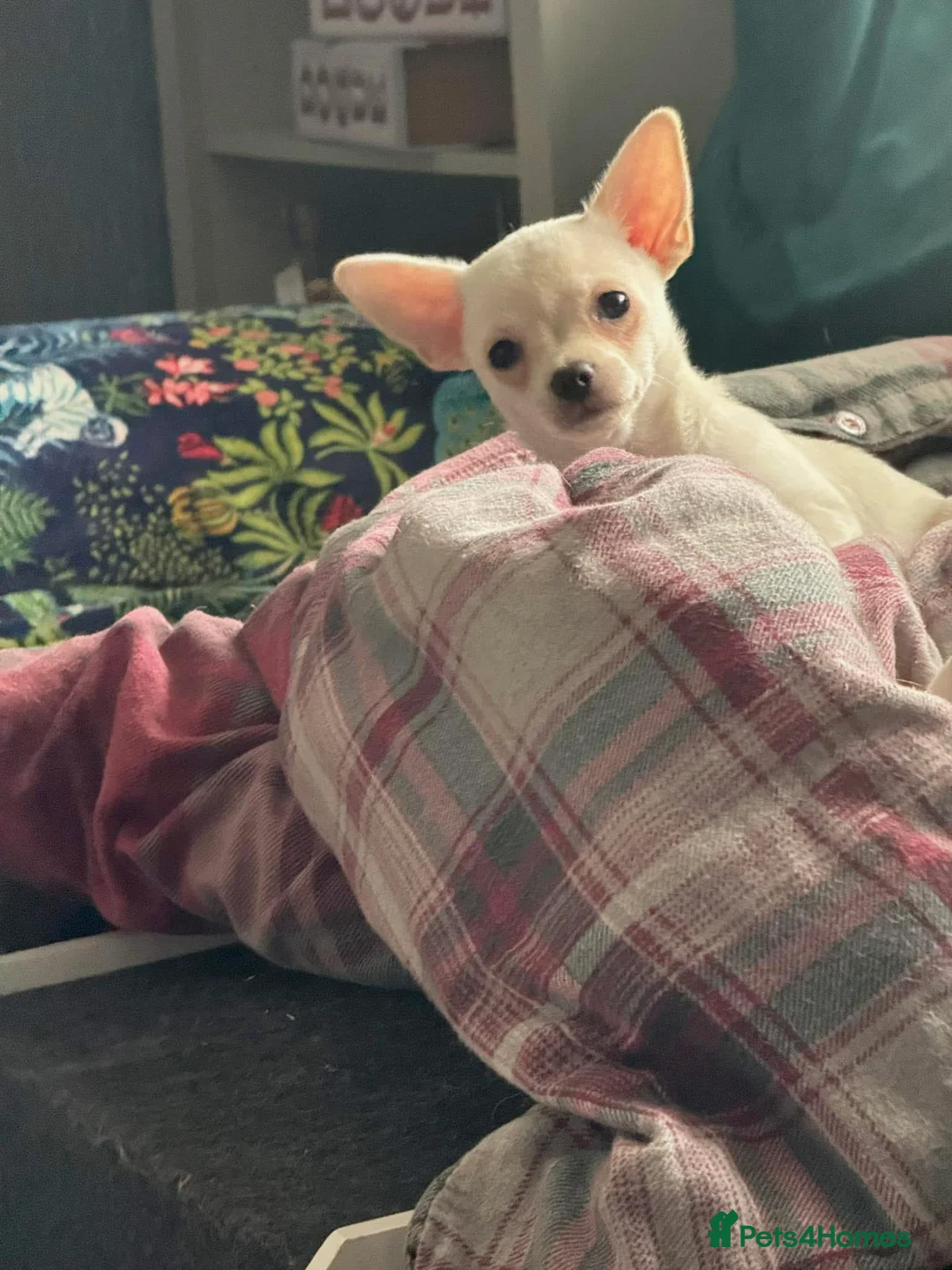 Chihuahua dogs for sale: Neutered 2yr old cream male chihuahua for sale - Advert 12