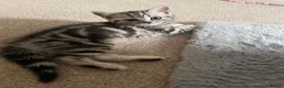 British Shorthair cats for sale: British Blue Shorthair Silver Tabby kittens - Advert 27